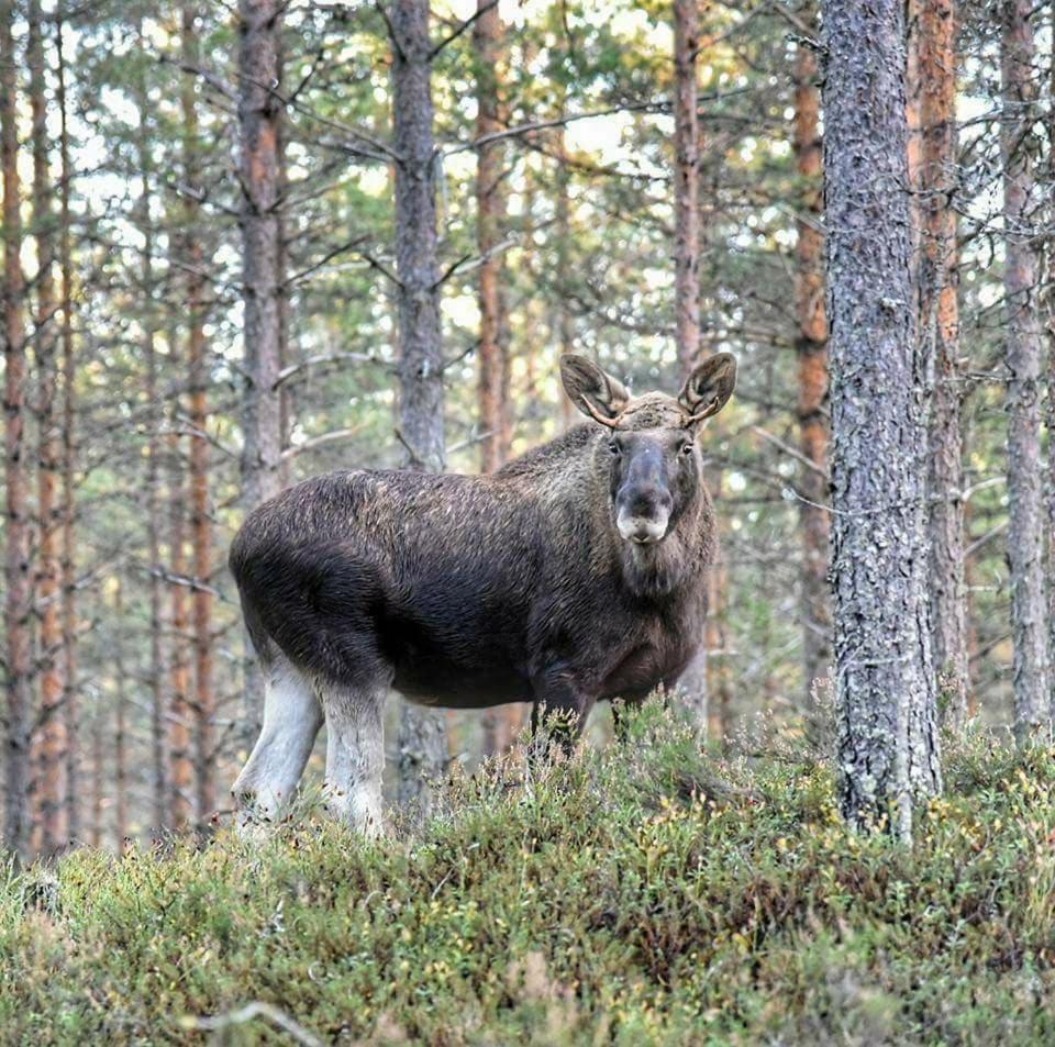 Вілла Hamra Stugby - Nature Adventures Hamra Екстер'єр фото